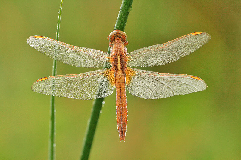 Vuurlibel | Crocothemis erythraea