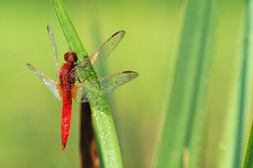 Mannetje Vuurlibel | Crocothemis erythraea