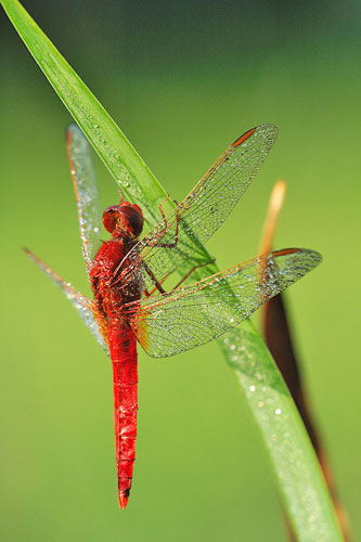 Vuurlibel | Crocothemis erythraea