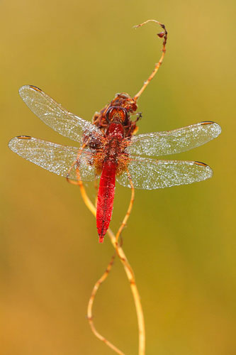 Vuurlibel | Crocothemis erythraea