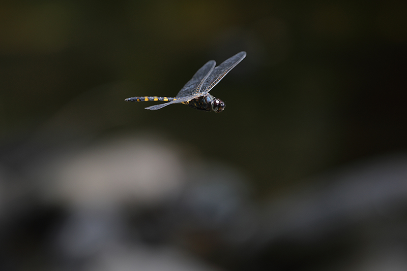 Watervallibel | Zygonyx torridus