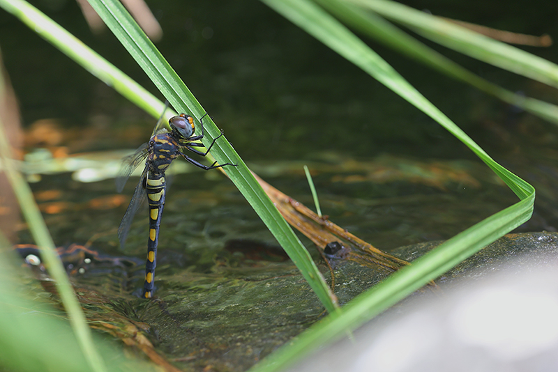 Watervallibel | Zygonyx torridus