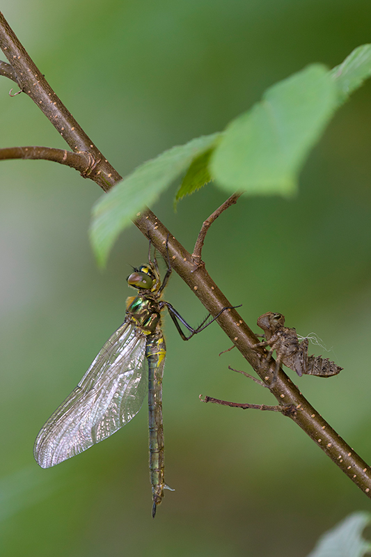 Zuidelijke glanslibel | Somatochlora meridionalis in Slovenie