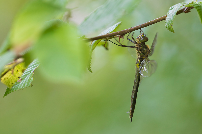 Zuidelijke glanslibel | Somatochlora meridionalis