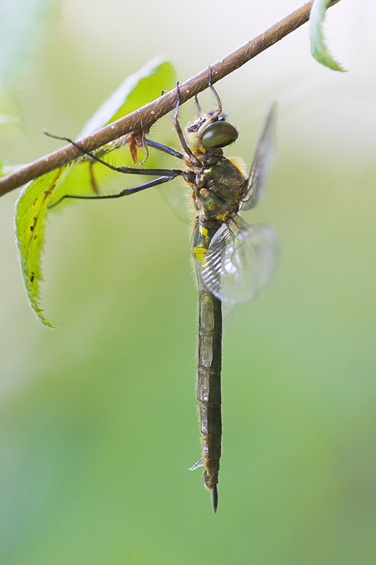 Zuidelijke glanslibel | Somatochlora meridionalis in Slovenie