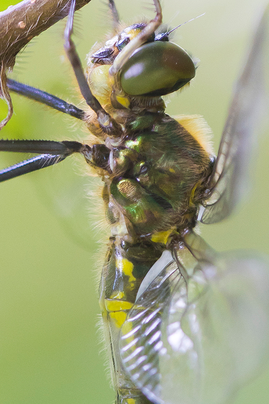 Zuidelijke glanslibel | Somatochlora meridionalis in Slovenie