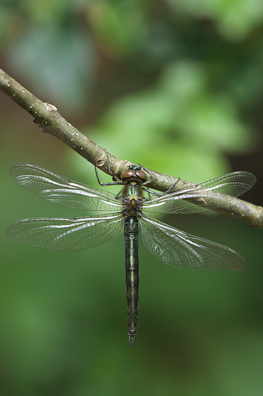 Zuidelijke glanslibel | Somatochlora meridionalis in Slovenie