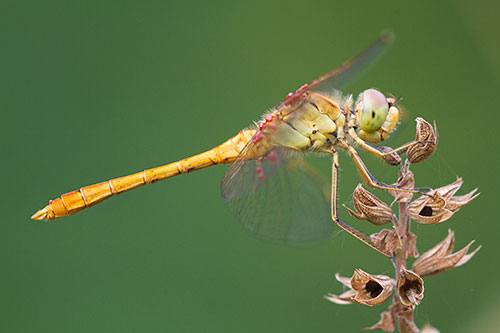 Zuidelijke heidelibel | Sympetrum meridionale