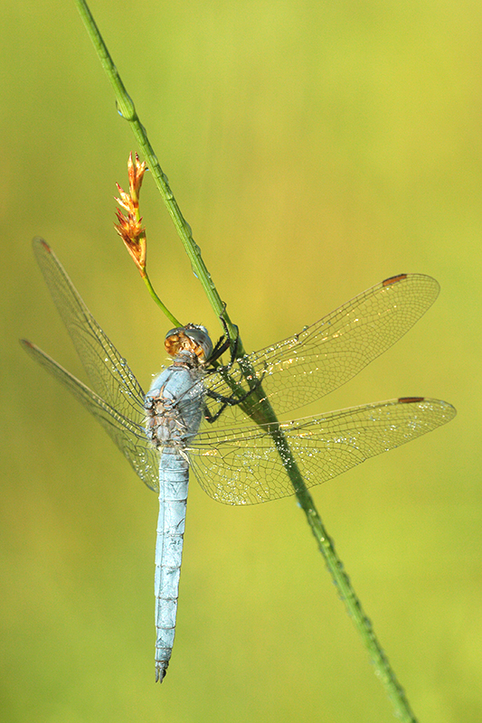 Zuidelijke oeverlibel | Orthetrum brunneum