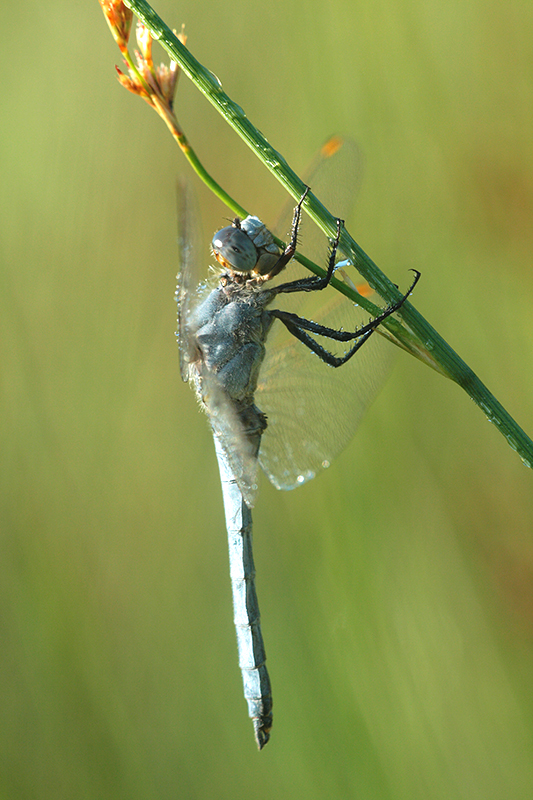 Zuidelijke oeverlibel | Orthetrum brunneum