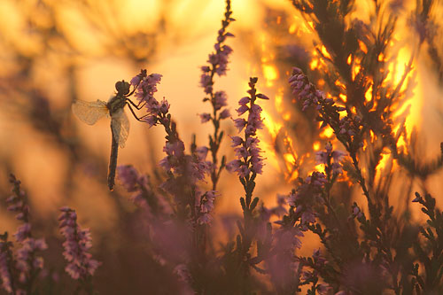 Zwarte heidelibel | Sympetrum danae tussen paarse heide