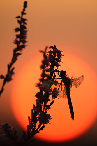 Zwarte heidelibel | Sympetrum danae