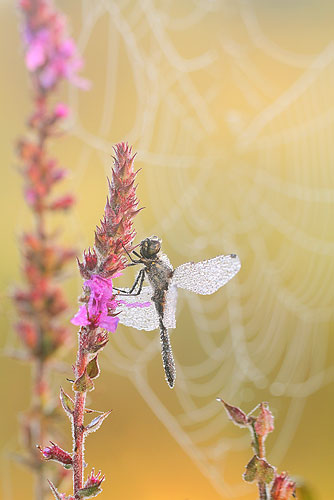 Zwarte heidelibel | Sympetrum danae