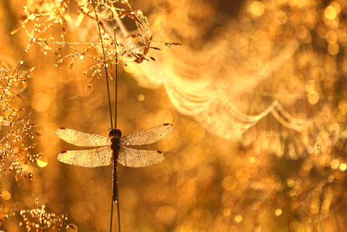 Mannetje Zwarte heidelibel | Sympetrum danae
