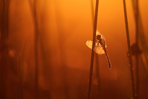 Zwarte heidelibel | Sympetrum danae