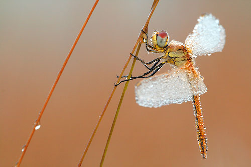 Zwervende heidelibel | Sympetrum fonscolombii