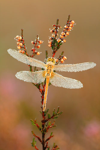 Zwervende heidelibel | Sympetrum fonscolombii