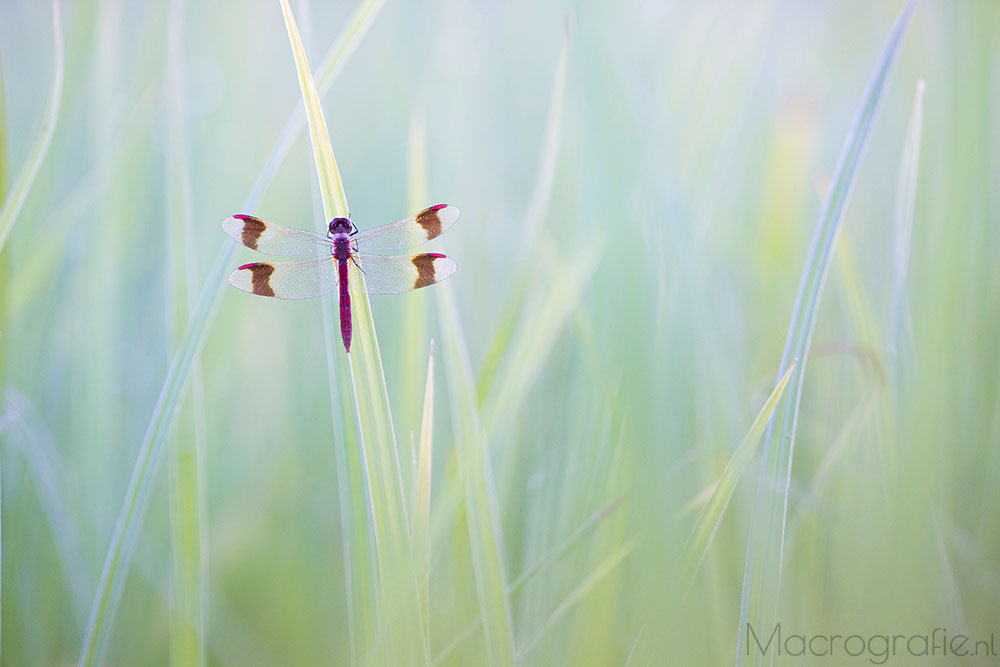 Bandheidelibel | Sympetrum pedemontanum