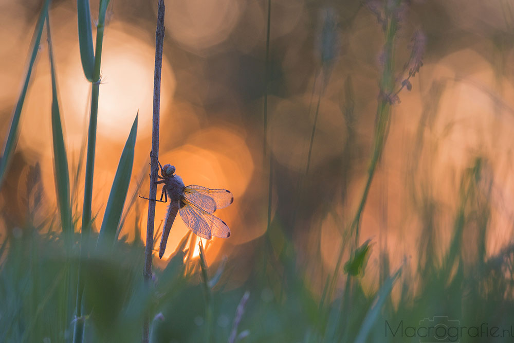 Bruine korenbout | Libellula fulva