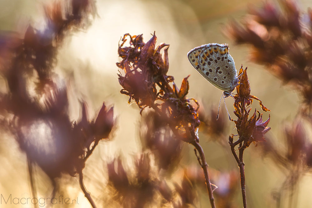 Bruine vuurvlinder | Lycaena tityrus