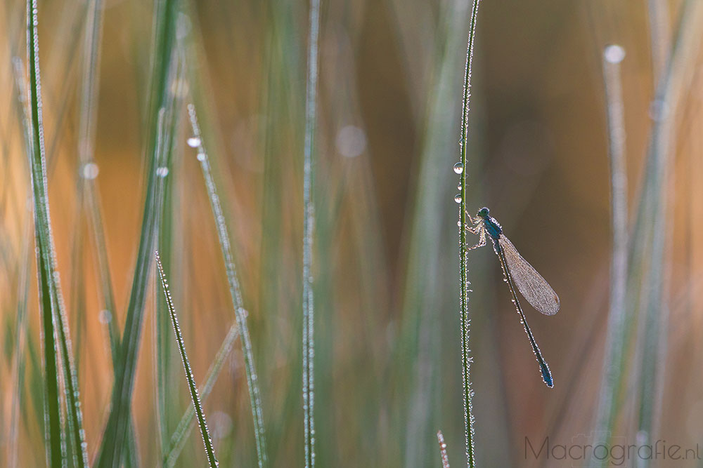 Dwergjuffer | Nehalennia speciosa