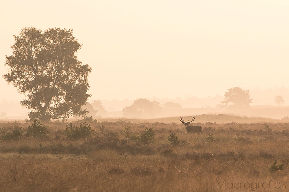 Edelhert | Cervus elaphus