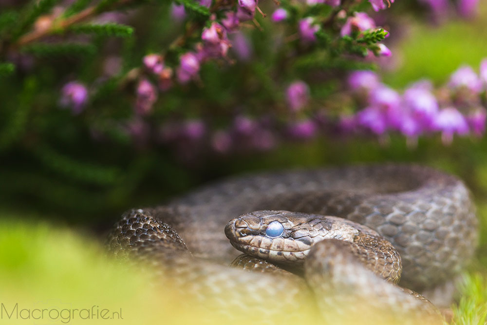 Gladde slang | Coronella austriaca