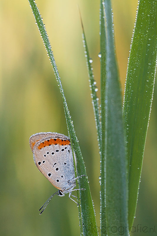 Nederlandse Grote vuurvlinder | Lycaena dispar batava