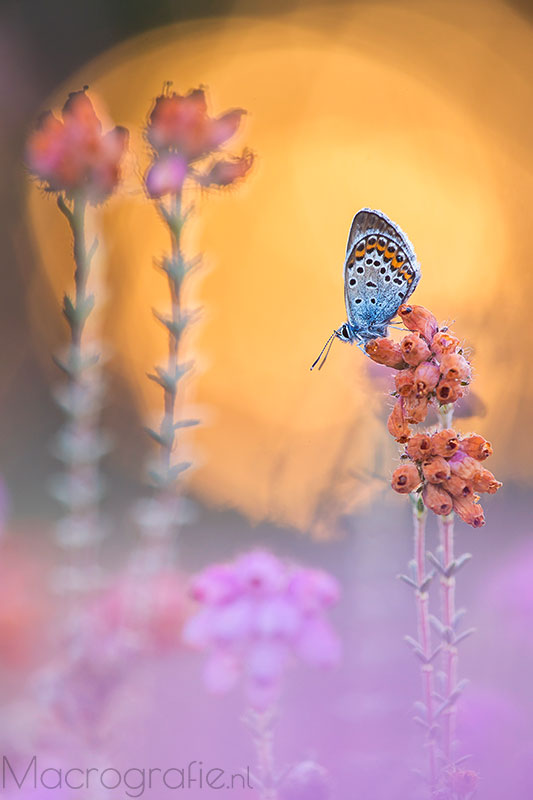 Heideblauwtje | Plebejus argus