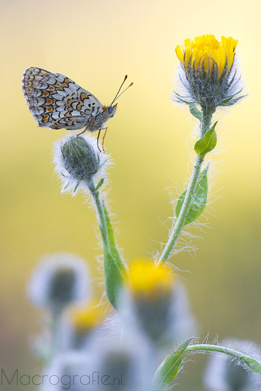 Knoopkruidparelmoervlinder | Melitaea phoebe