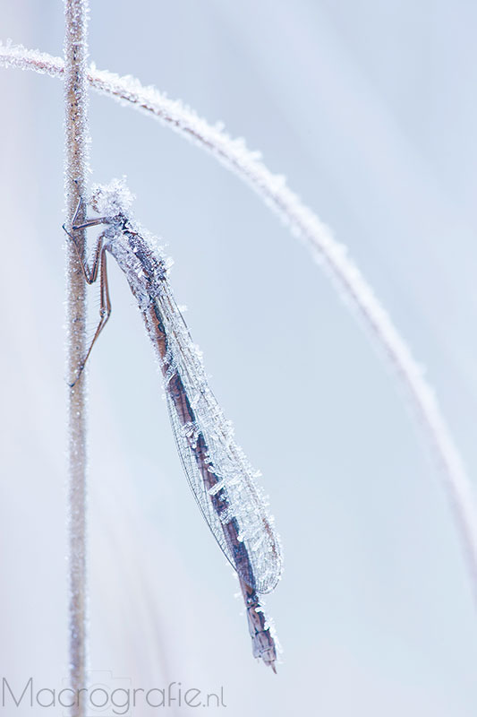 Noordse winterjuffer | Sympecma paedisca