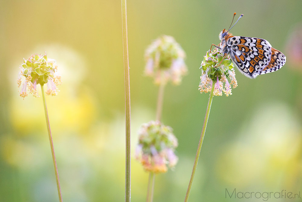 Veldparelmoervlinder | Melitaea cinxia