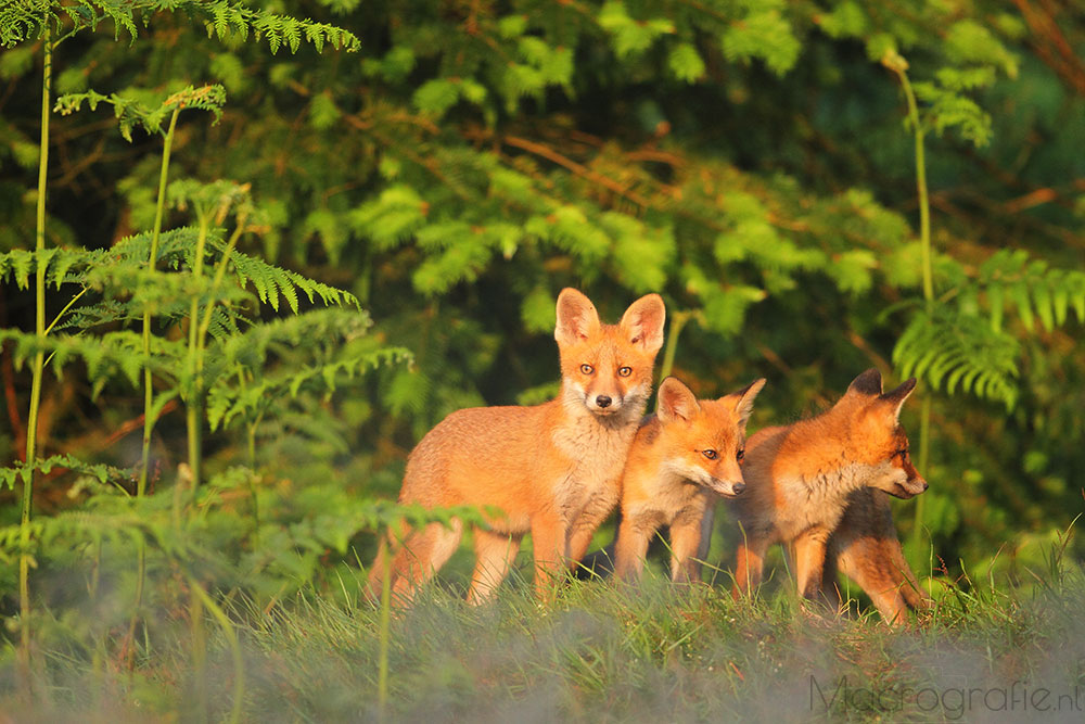 Jonge Vosjes | Vulpes vulpes