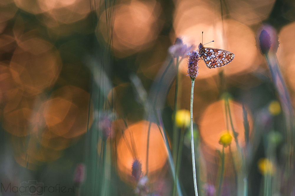 Zilveren maan | Boloria selene