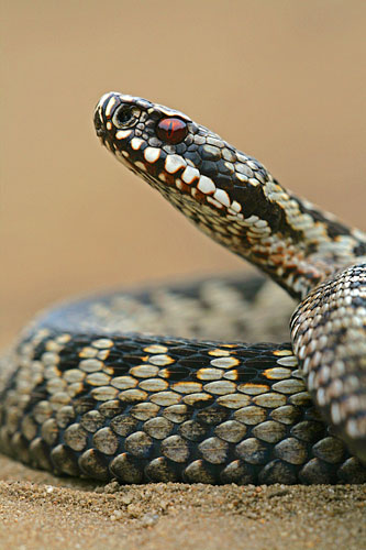 Enige giftige slang in Nederland, de Adder | Vipera berus giftige