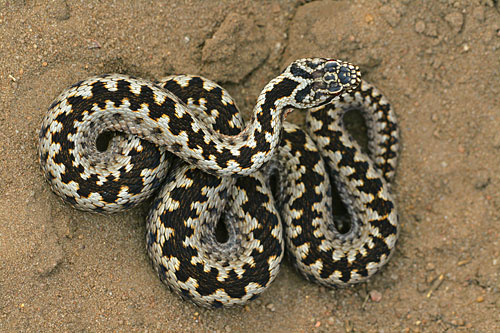 Adder | Vipera berus giftige slang in Nederland.