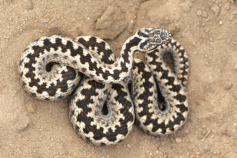 Adder | Vipera berus giftige slang in Nederland.