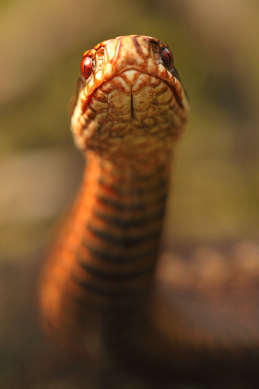 Adder | Vipera berus giftige slang in Nederland.