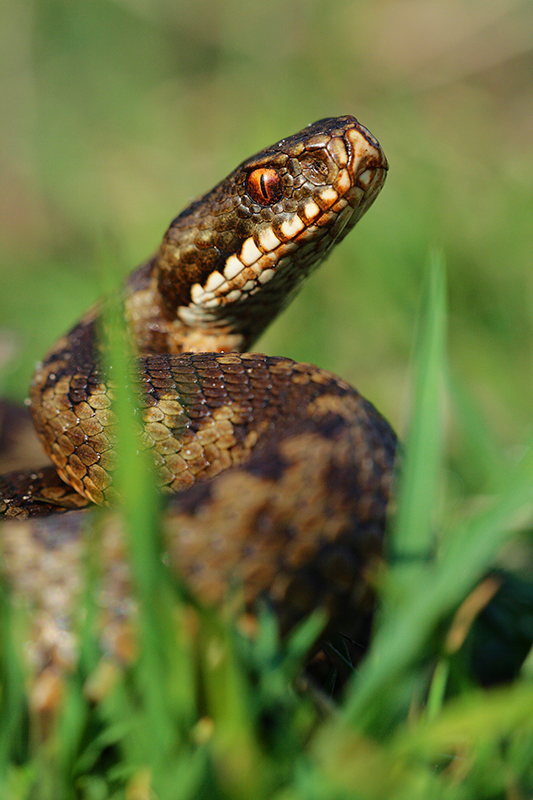 Adder | Vipera berus is giftig