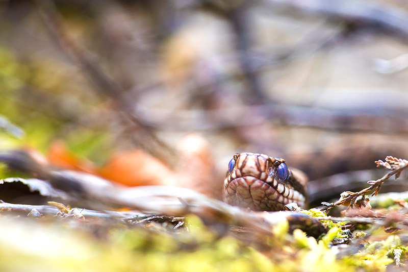Adder | Vipera berus giftige slang in Nederland.