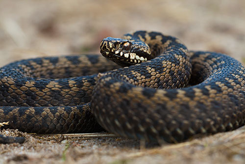 De giftige slang in Nederland de Adder | Vipera berus .