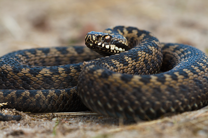 Zeldzame Adder op de Veluwe.