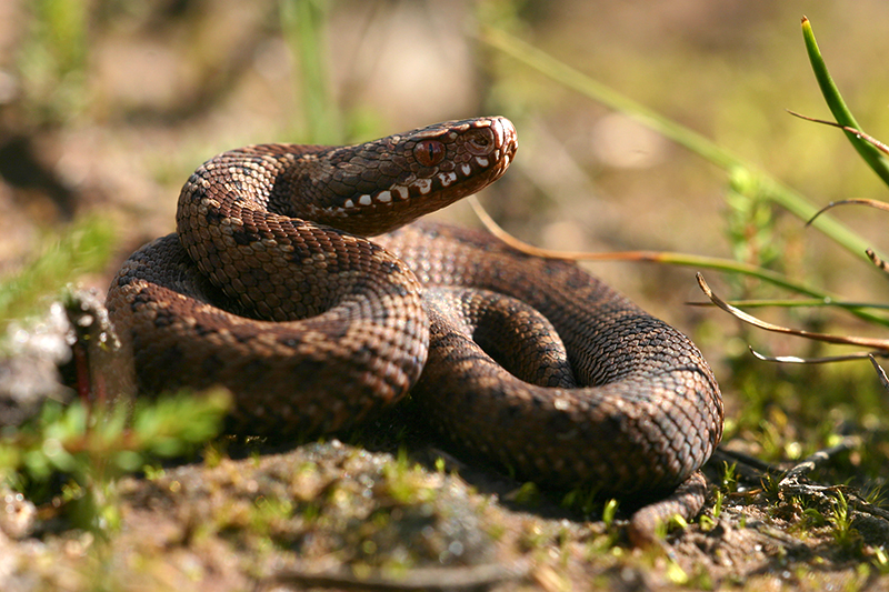 Adder | Vipera berus giftige slang in Nederland.
