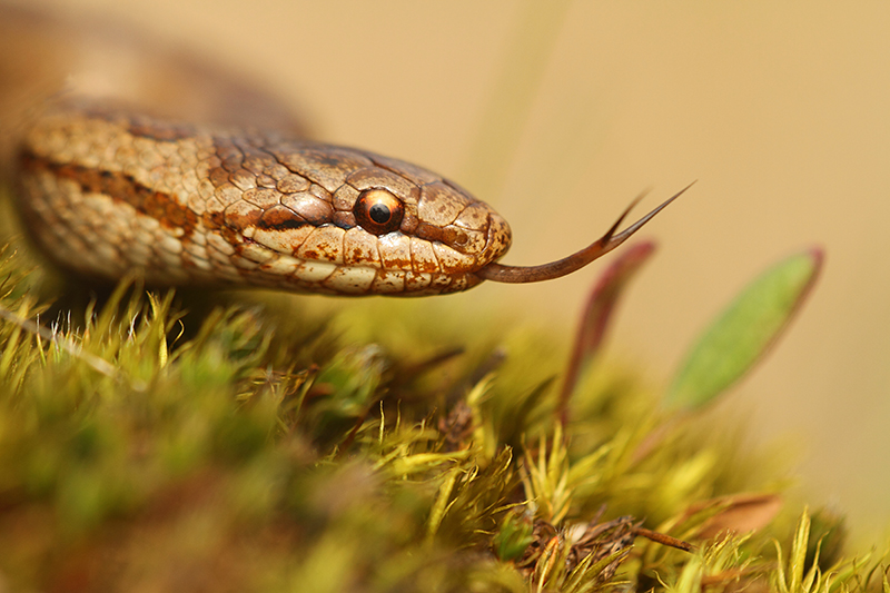 Niet giftige Gladde slang | Coronella austriaca op de Veluwe.