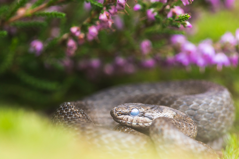 Gladde slang | Coronella austriaca op de Veluwe.