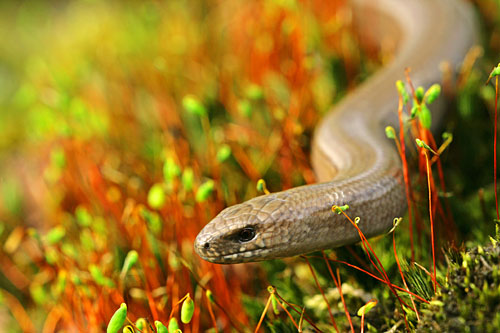 Portret van de Hazelworm | Anguis fragilis