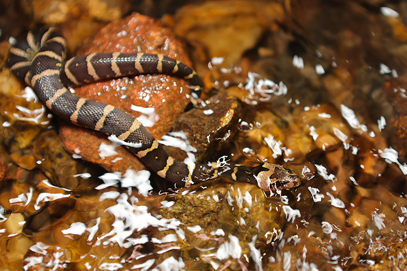 Jack's masked water snake | Homalopsis mereljcoxi