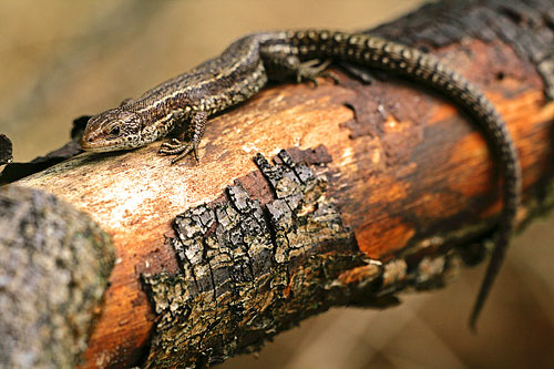 Close-up van een Levendbarende hagedis | Lacerta vivipara