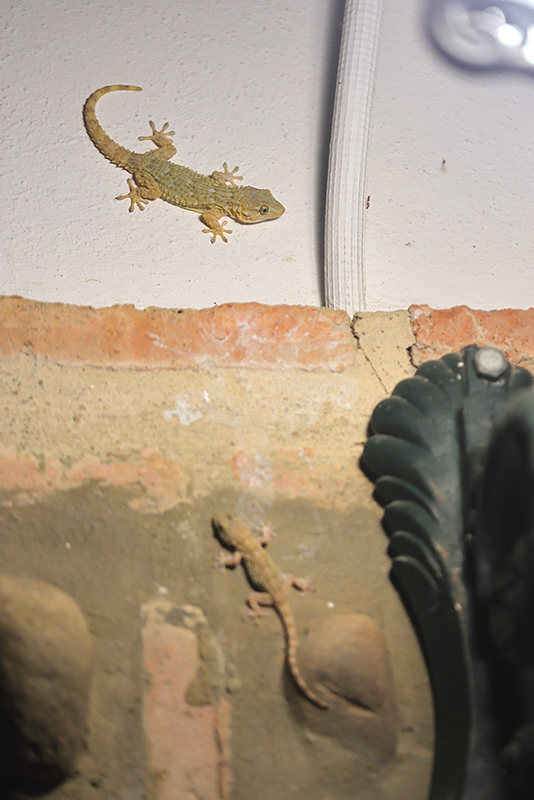 Muurgekko | Tarentola mauritanica