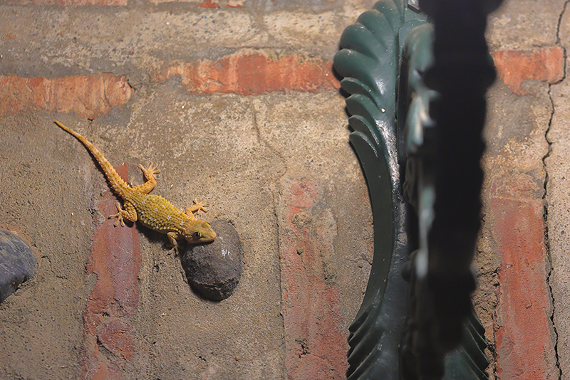 Muurgekko | Tarentola mauritanica in Spanje.